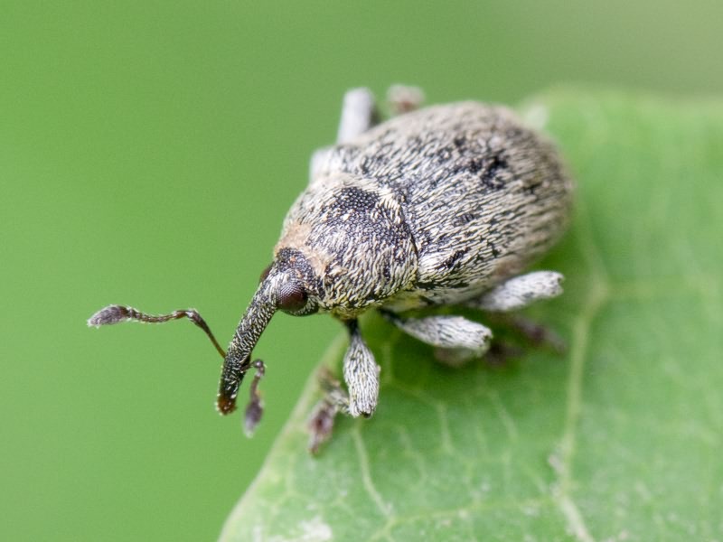 Sibinia viscariae (Linnaeus, 1761)